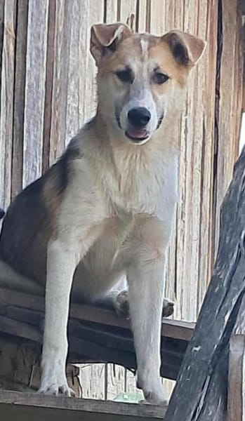 Sansa, hübsches Hundemädchen sucht