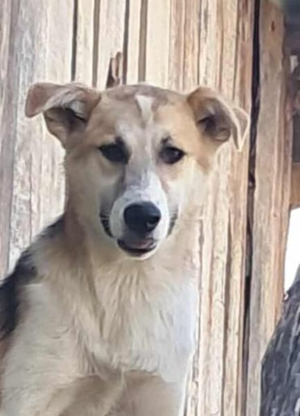 Sansa, hübsches Hundemädchen sucht