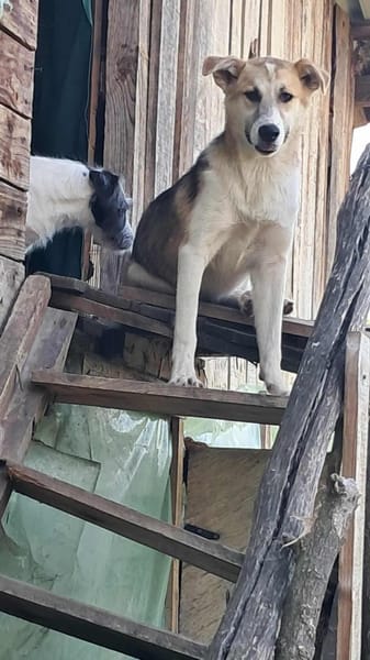 Sansa, hübsches Hundemädchen sucht