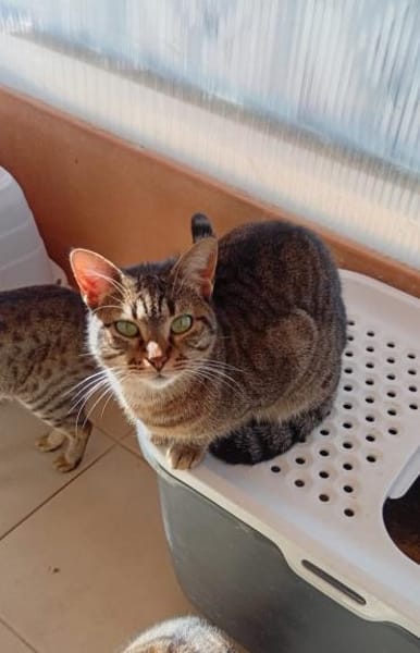 Victor aus dem Tierschutz
