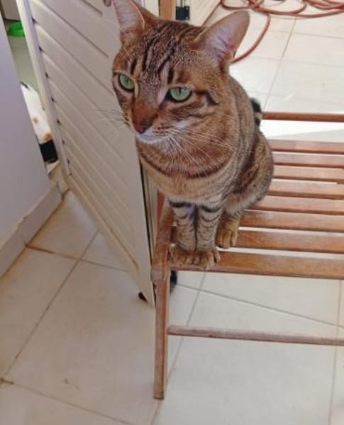 Victor aus dem Tierschutz