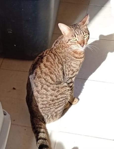 Victor aus dem Tierschutz