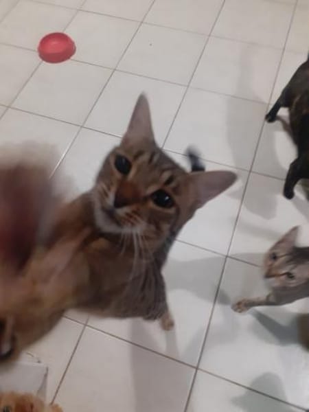 Victor aus dem Tierschutz