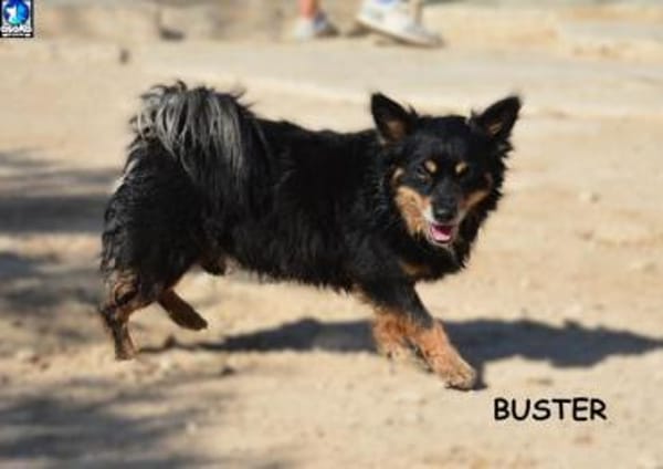 Buster wartet auf sein Zuhause