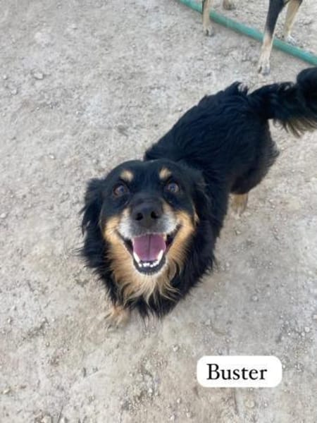 Buster wartet auf sein Zuhause