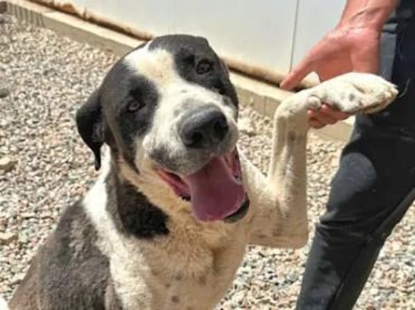 MAX - seine Besitzerin ist verstorben