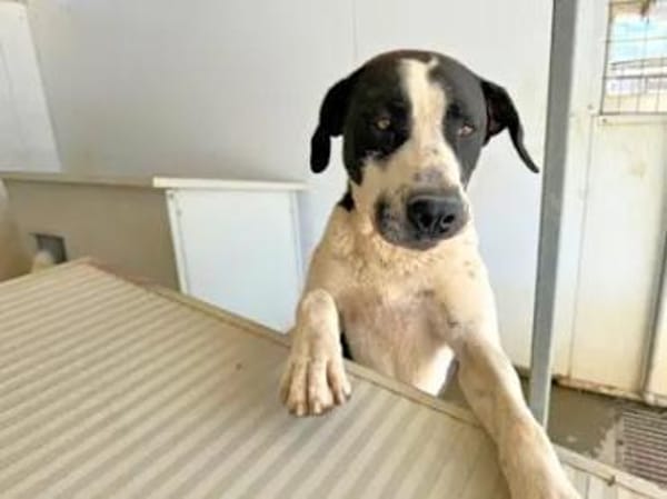 MAX - seine Besitzerin ist verstorben