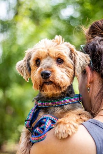 Yoyo, treuer Yorkshireterriermix 5J 5073