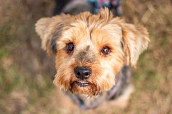 Yoyo, treuer Yorkshireterriermix 5J 5073