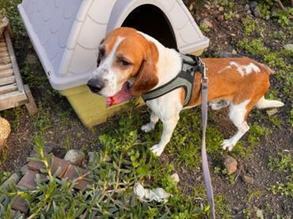 ROMEO  was für ein trauriger Anblick