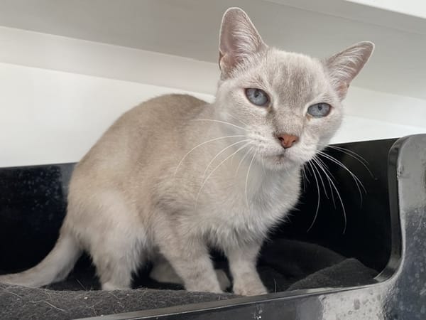 Luna (réservée)