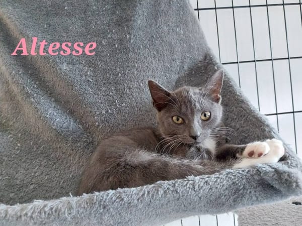 ALTESSE