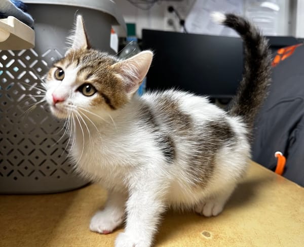 Arold [Chaton]