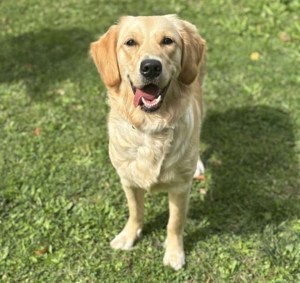 Nala CAA14070