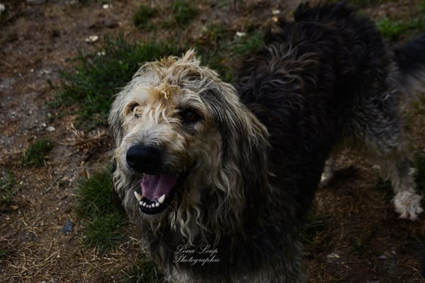 RALF