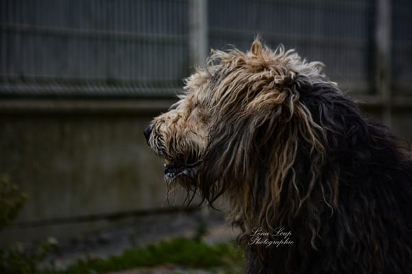 RALF