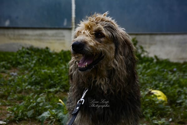 RALF