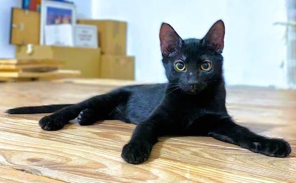 ZOU