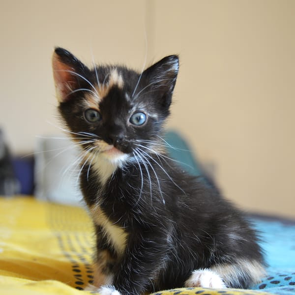 MIETTE ET MIKADO