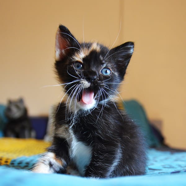 MIETTE ET MIKADO