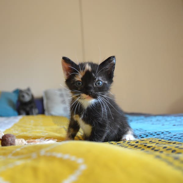 MIETTE ET MIKADO