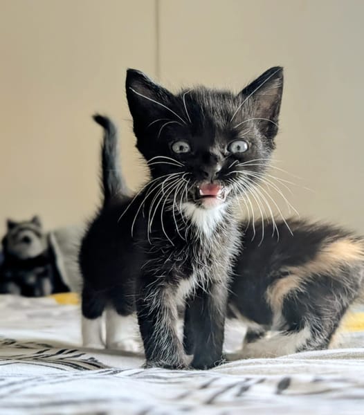 MIETTE ET MIKADO