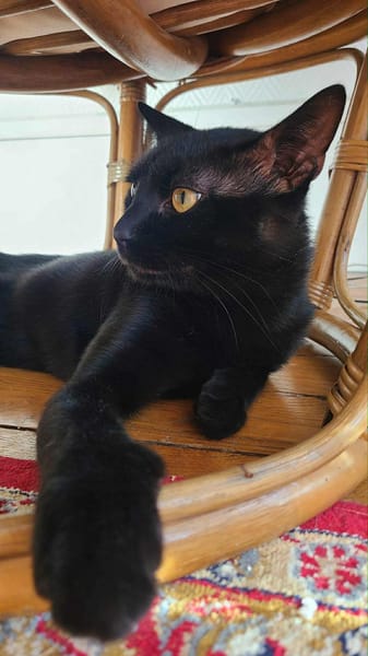 Athos