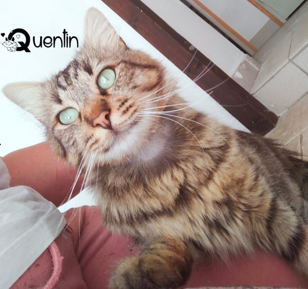 QUENTIN