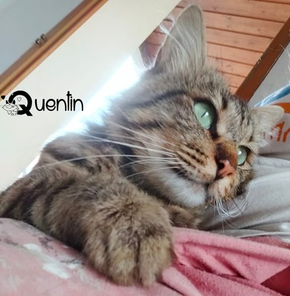 QUENTIN