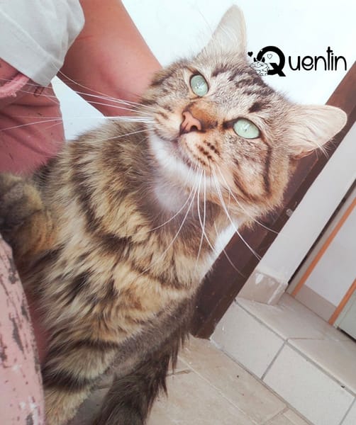 QUENTIN