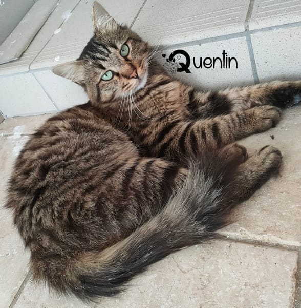 QUENTIN