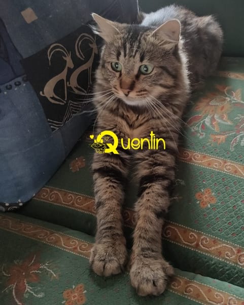 QUENTIN