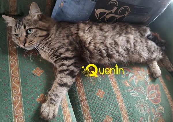 QUENTIN