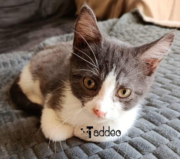 TADDEO