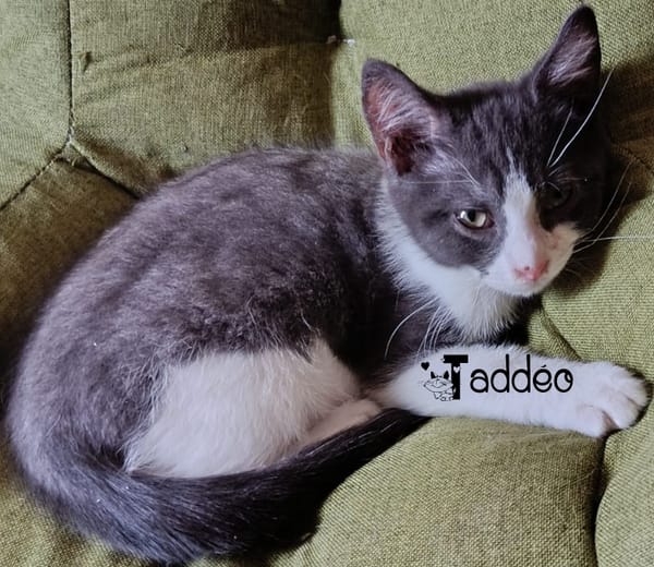 TADDEO