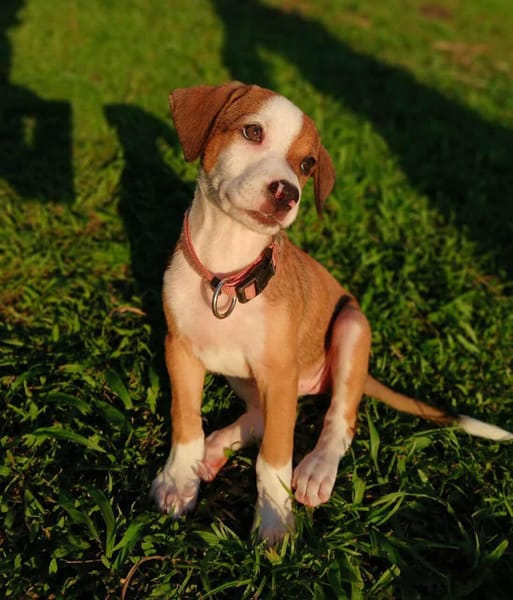 Socks, femelle croisée berger, née le 20/06/2025🐶