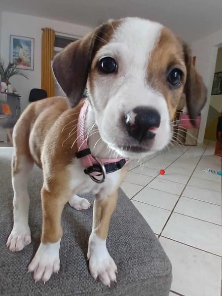 Socks, femelle croisée berger, née le 20/06/2025🐶