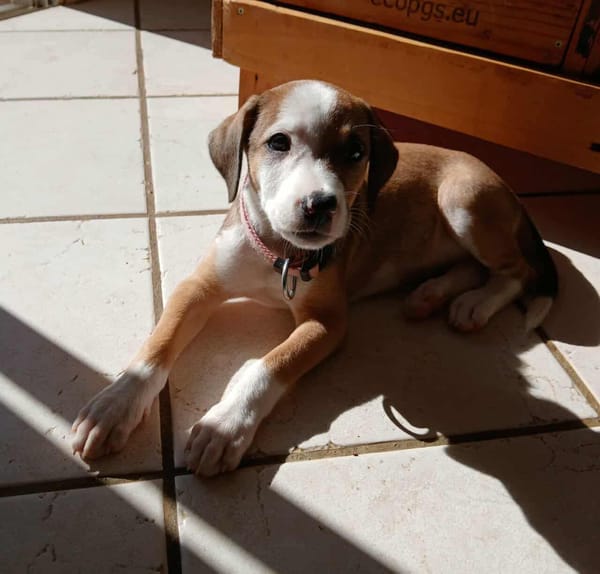 Socks, femelle croisée berger, née le 20/06/2025🐶