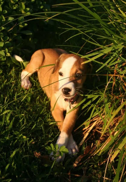 Socks, femelle croisée berger, née le 20/06/2025🐶