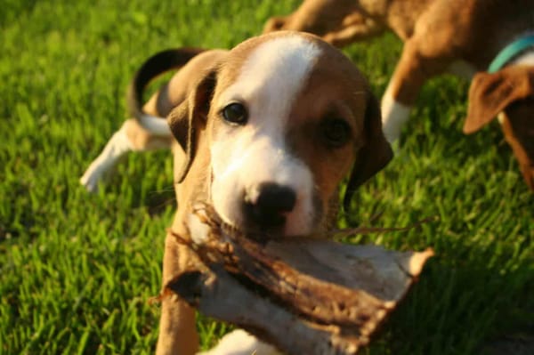 Socks, femelle croisée berger, née le 20/06/2025🐶