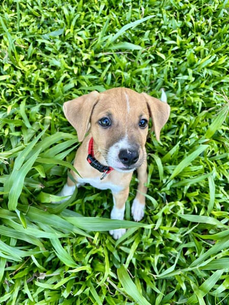 Osaka, femelle croisée berger , née le 20/06/2025🐶