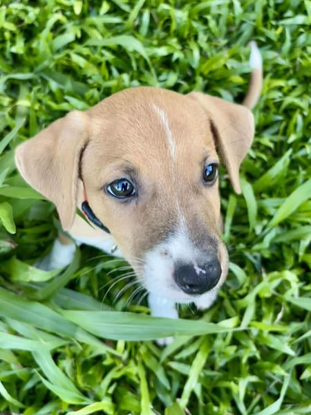 Osaka, femelle croisée berger , née le 20/06/2025🐶