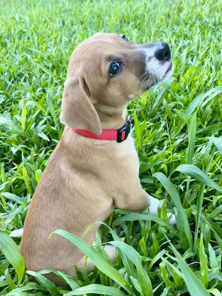 Osaka, femelle croisée berger , née le 20/06/2025🐶