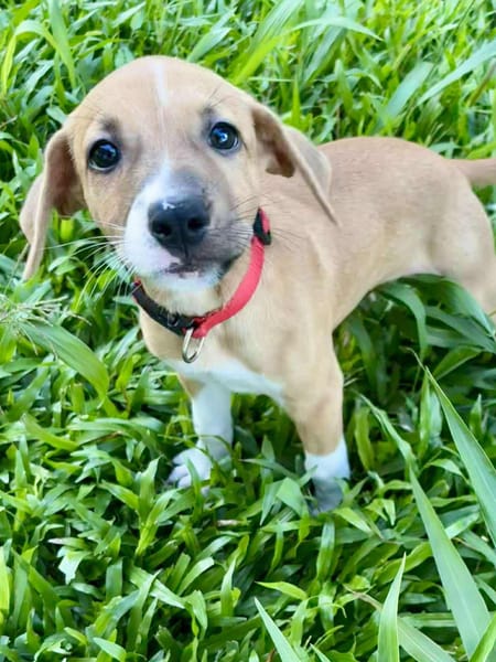 Osaka, femelle croisée berger , née le 20/06/2025🐶