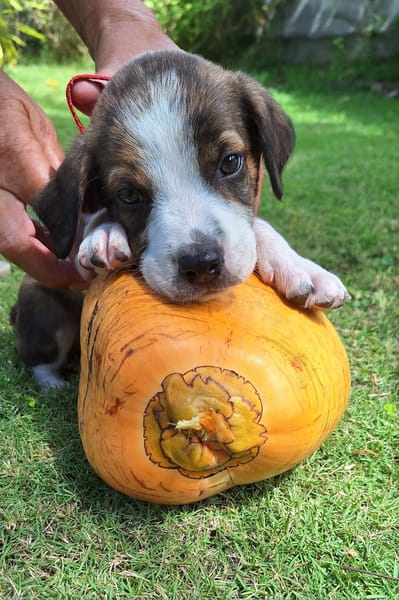 Anis, femelle croisée berger , née le 01/07/2025 🐶