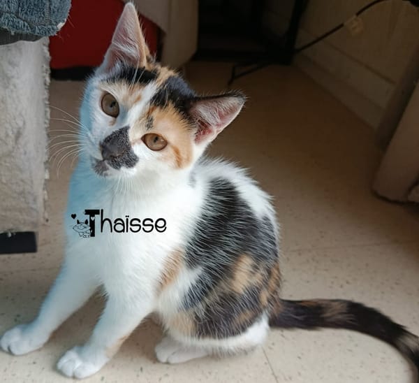 THAÏSSE
