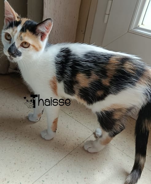 THAÏSSE