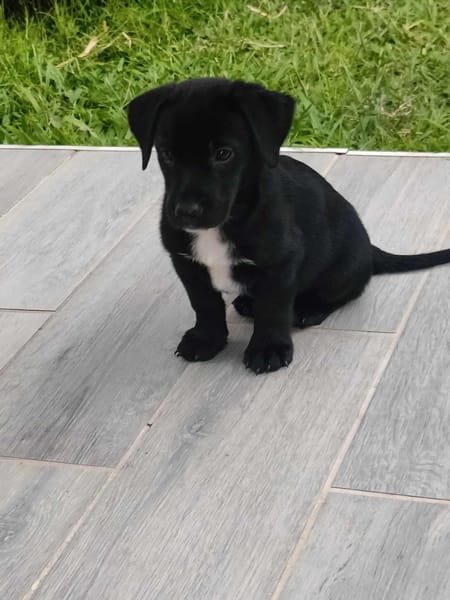 Ayal, mâle croisé berger, né le 01/07/2025 🐶
