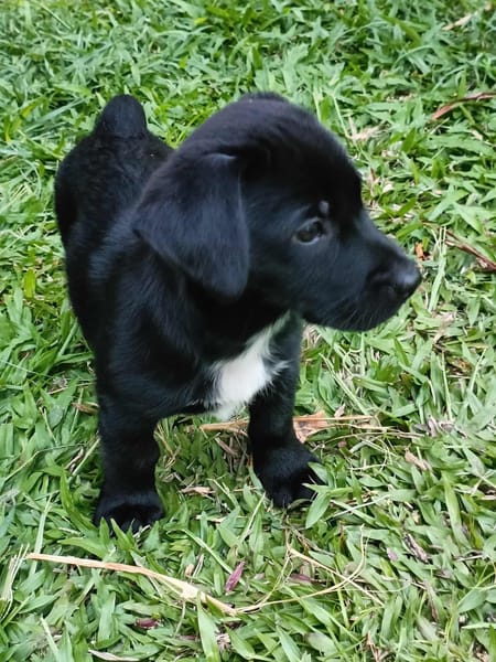 Ayal, mâle croisé berger, né le 01/07/2025 🐶