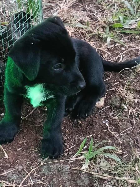 Ayal, mâle croisé berger, né le 01/07/2025 🐶